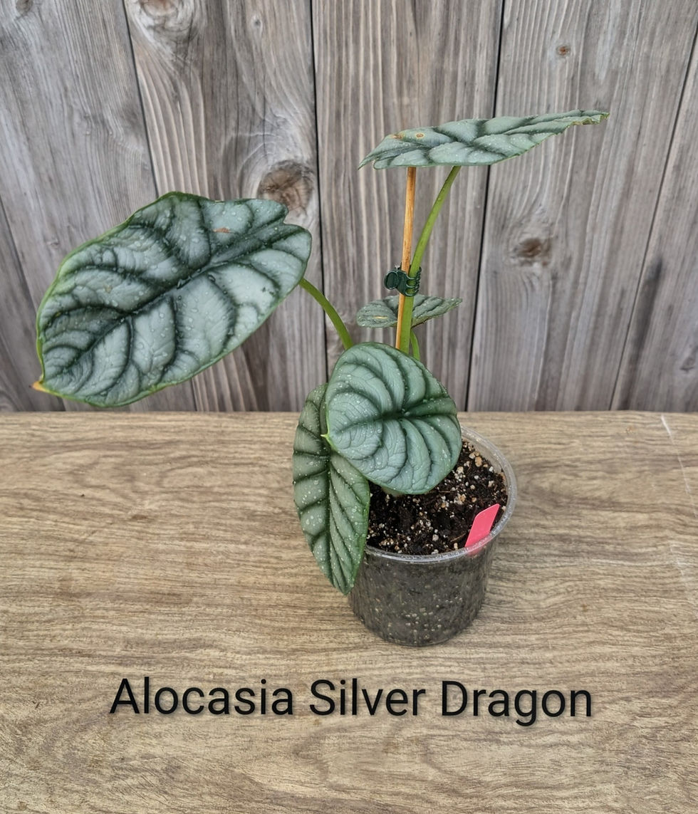 Alocasia Silver Dragon