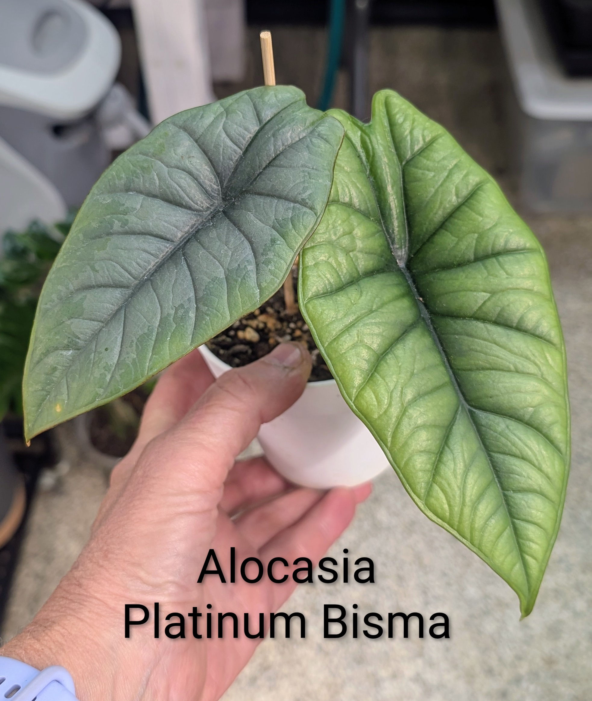 Alocasia Platinum Bisma