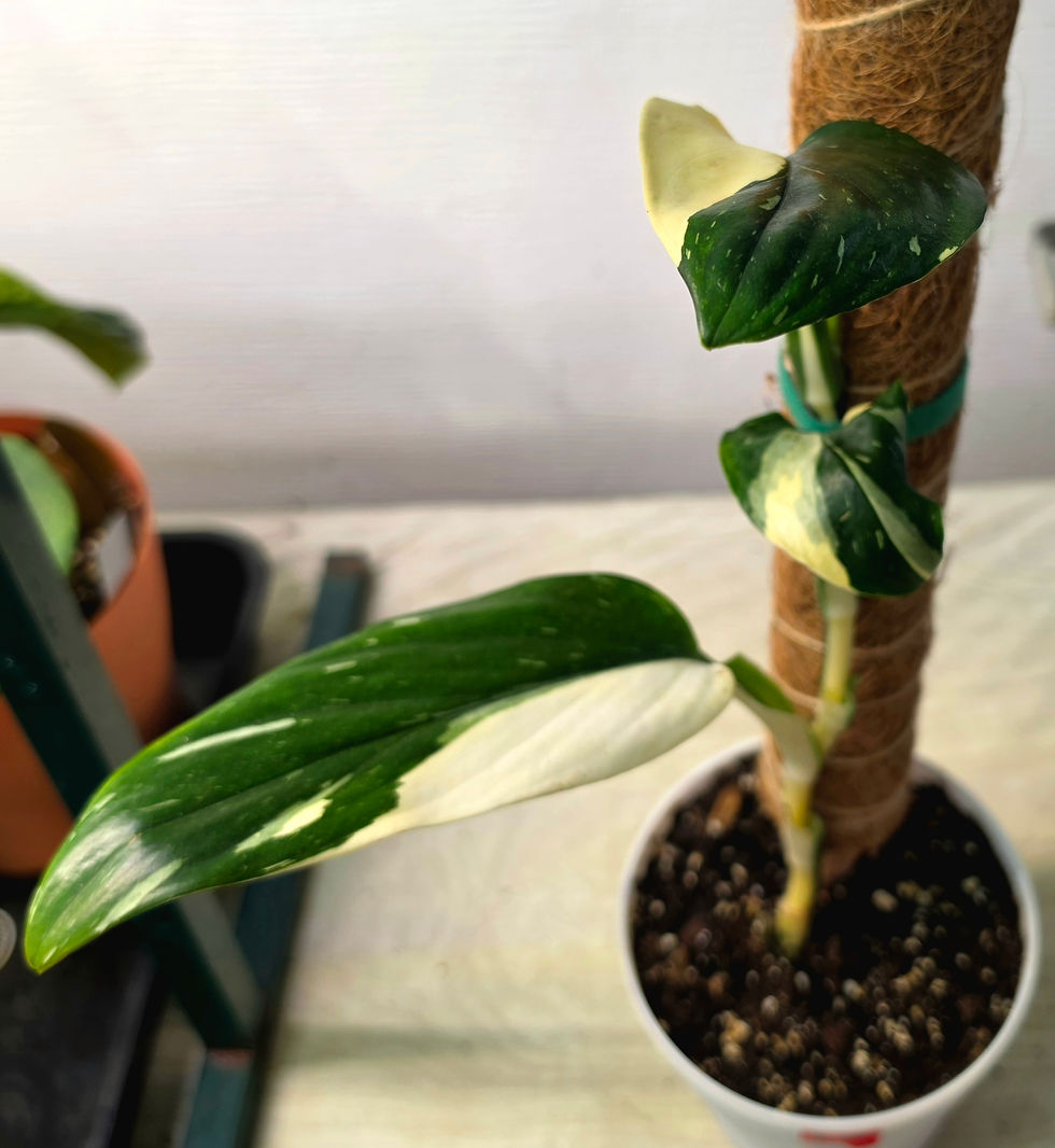 Thumbnail: Monstera Standleyana Albo - 6" pot