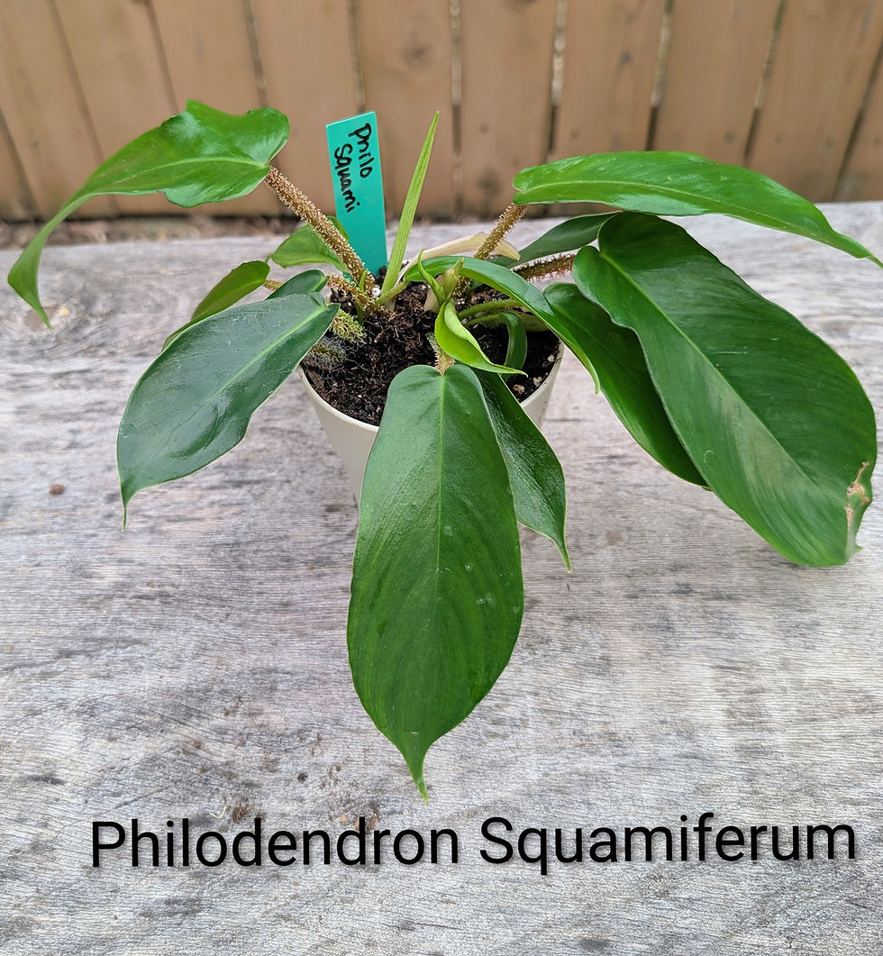 Thumbnail: Philodendron Squamiferum