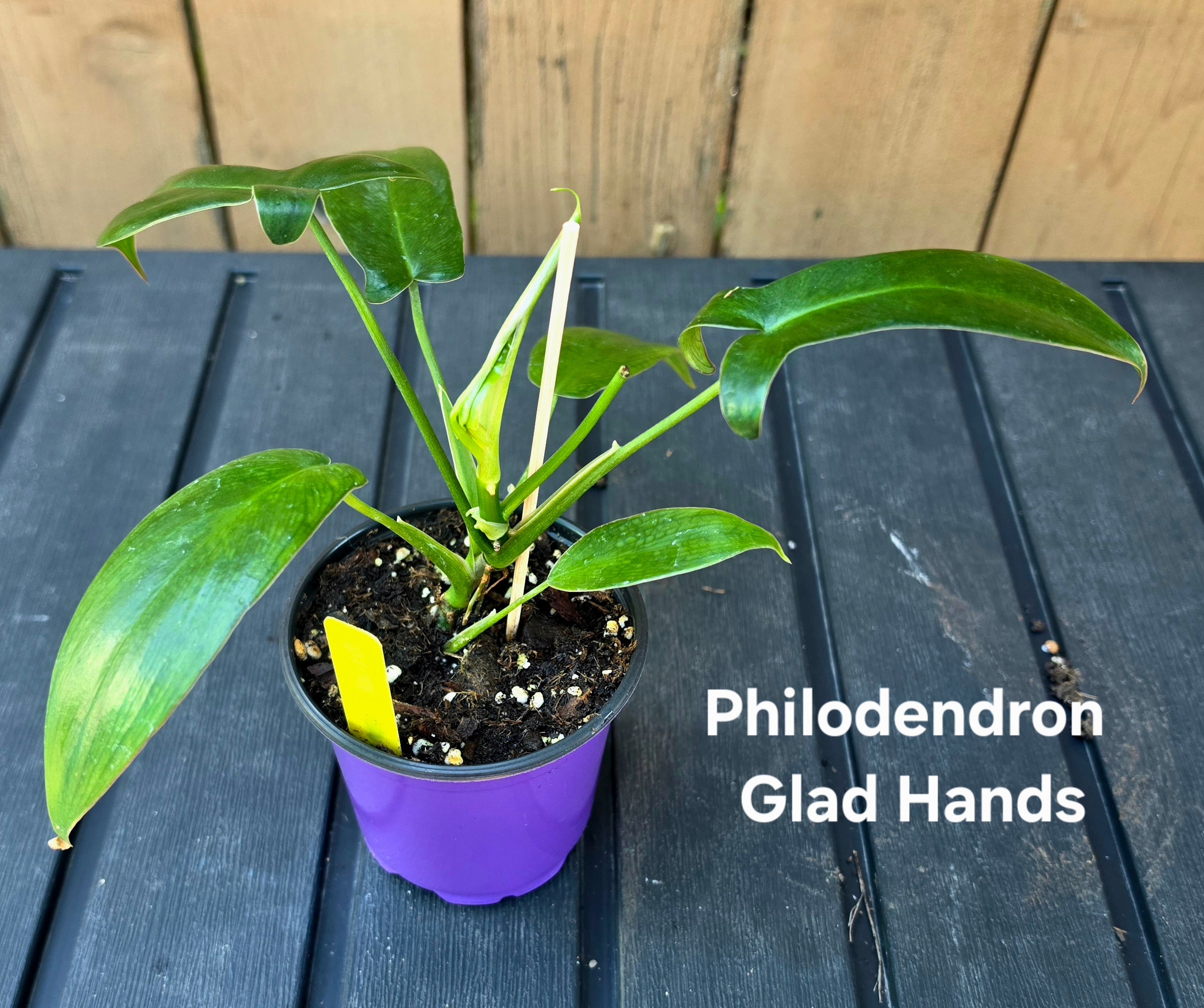 Philodendron Glad Hands