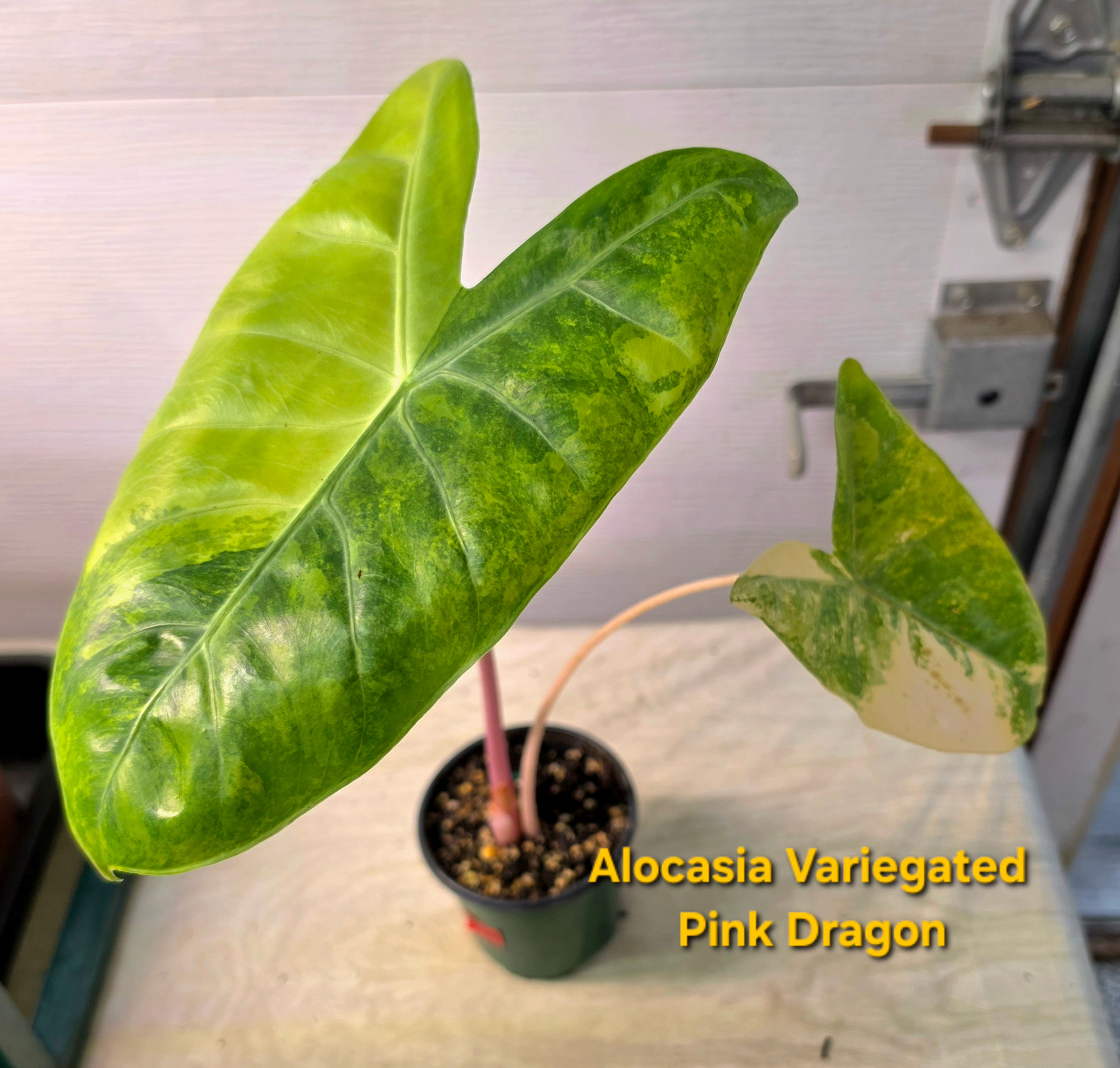 Alocasia Variegated Pink Dragon