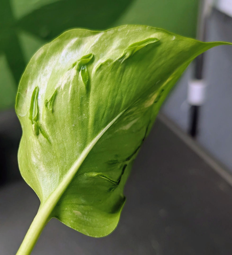 Thumbnail: Pothos Champs-Elysees