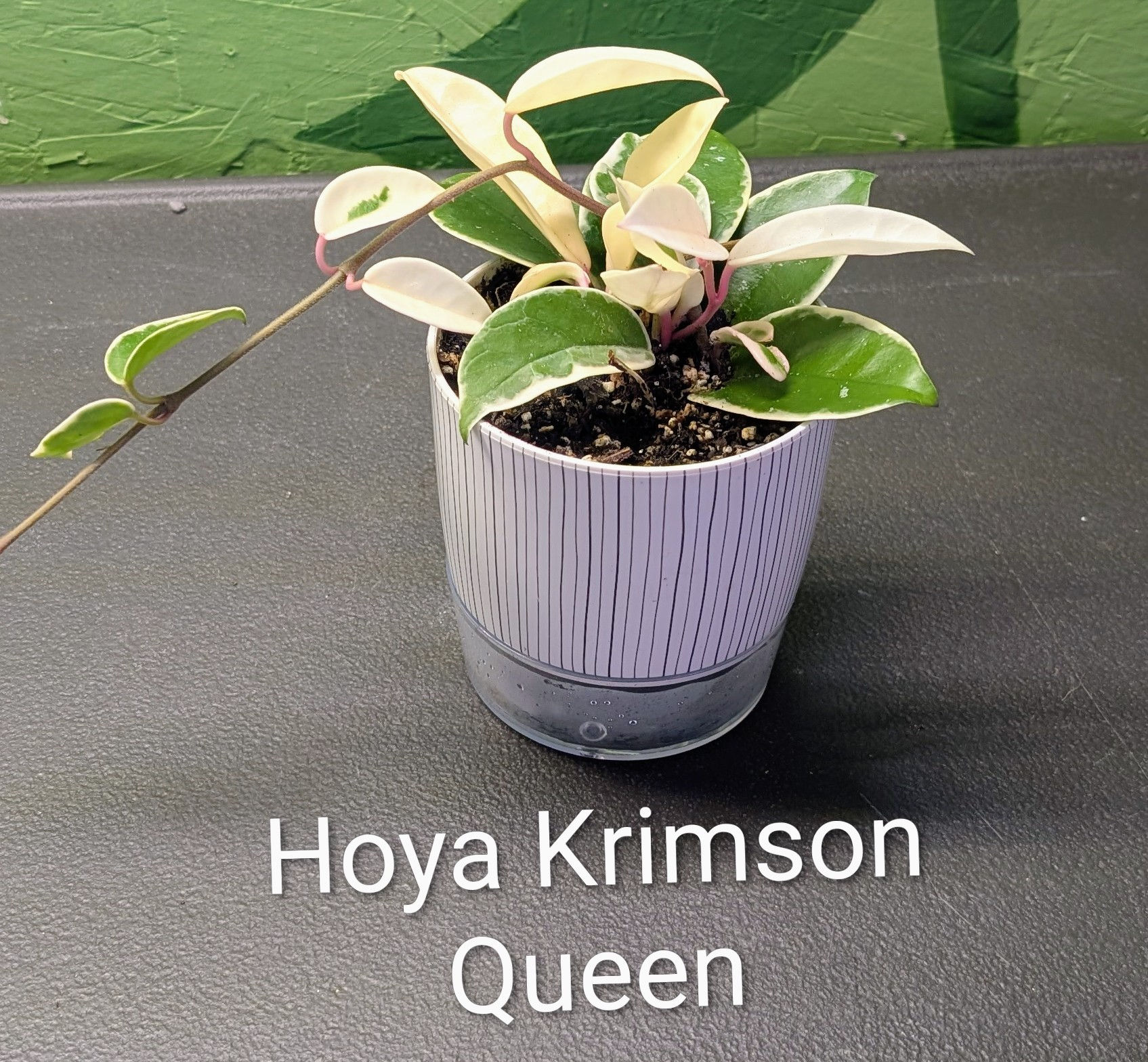 Hoya Krimson Queen