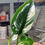 Thumbnail: Philodendron Green Congo