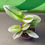 Thumbnail: Tradescantia Nanouk 