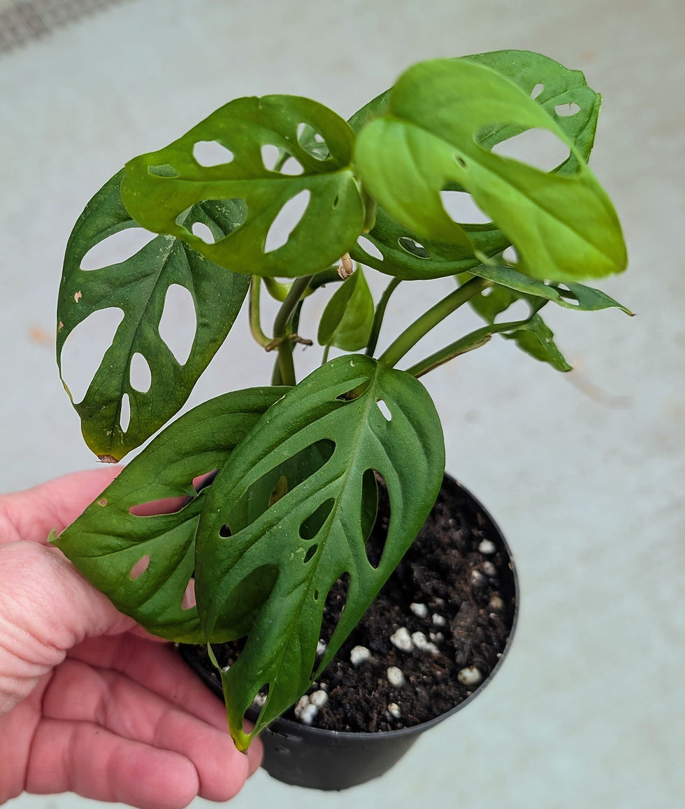 Thumbnail: Monstera Adansonii 