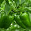 Thumbnail: Better Belle Pepper: 15 Seeds
