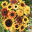 Thumbnail: Sunburst Delight Sunflower Mix: 50 Seeds