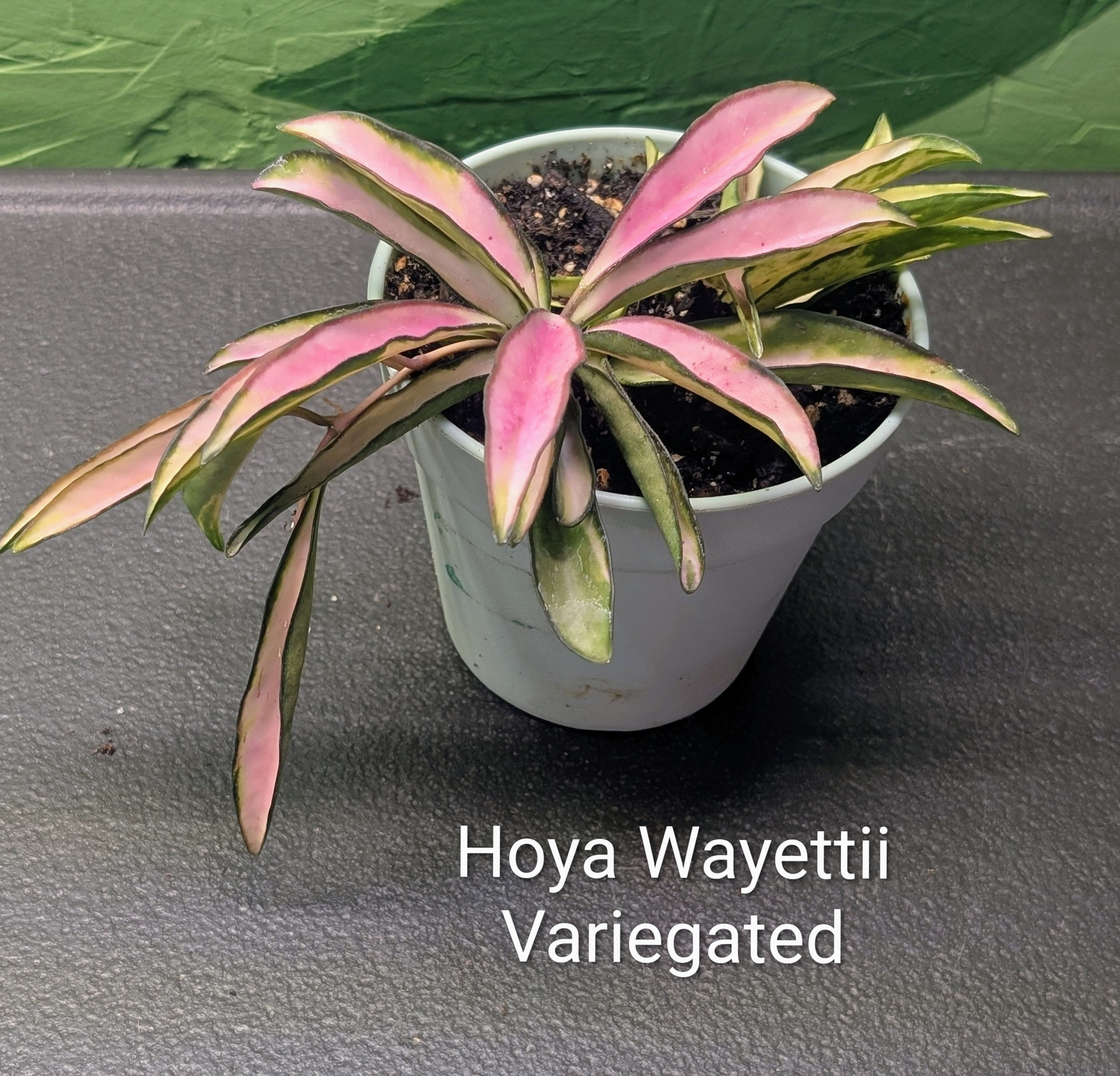 Hoya Wayettii Variegated 4" pot