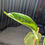 Thumbnail: Philodendron Pastazanum 
