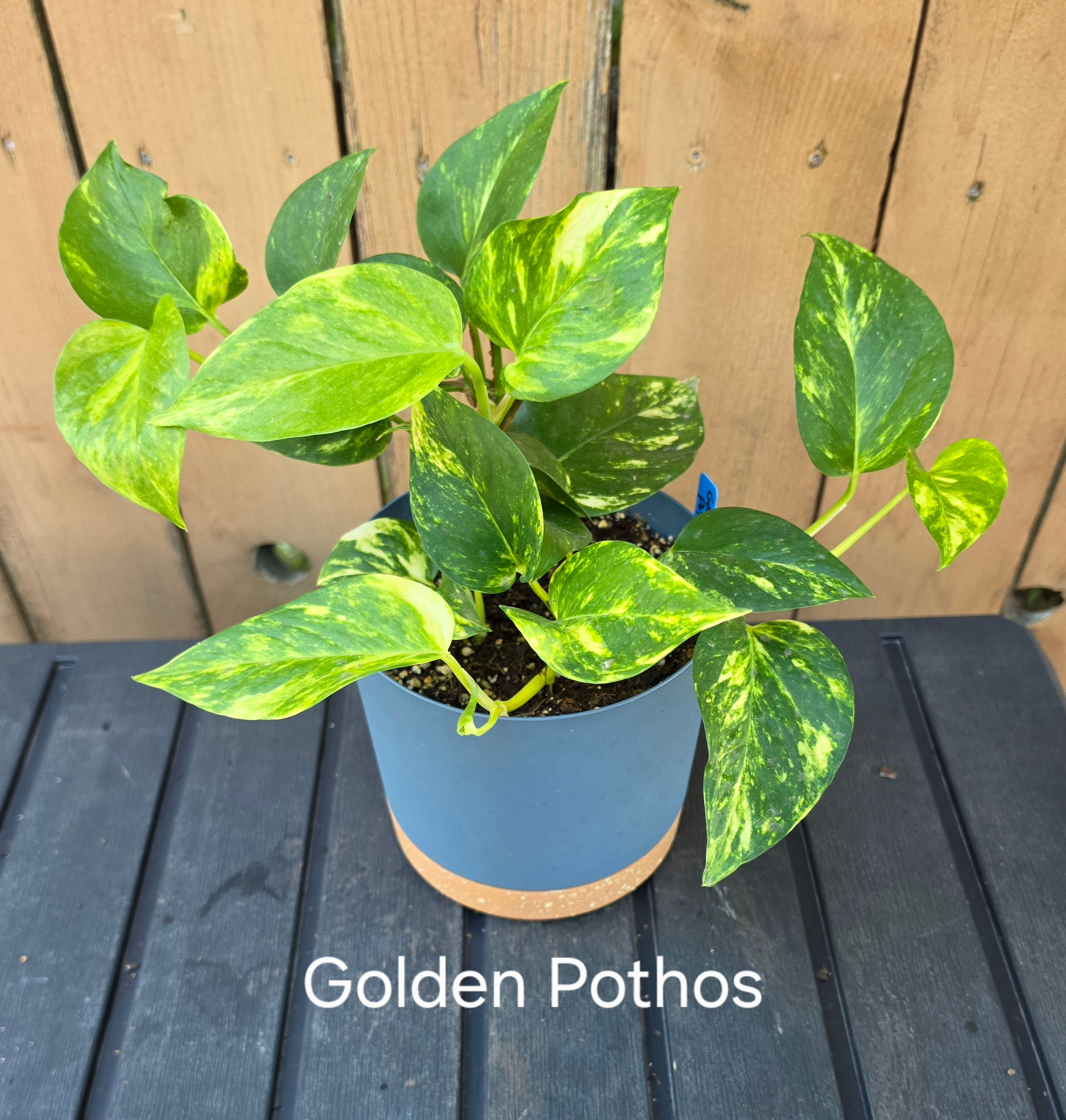 Golden Pothos