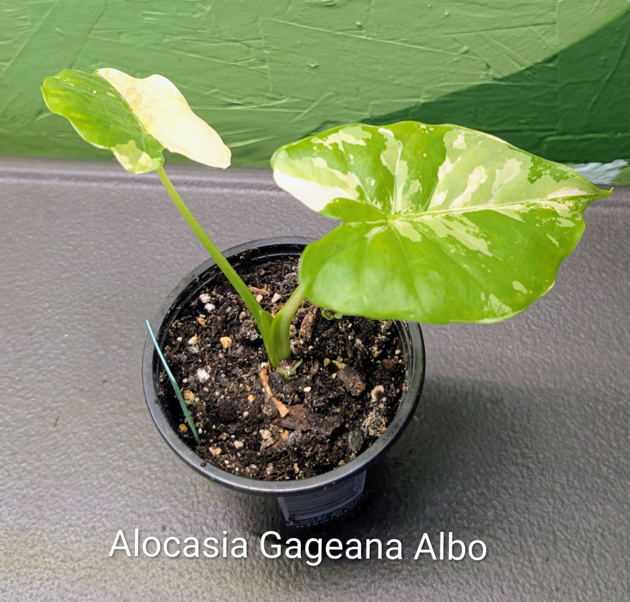 Alocasia Gageana Albo - 3" pot