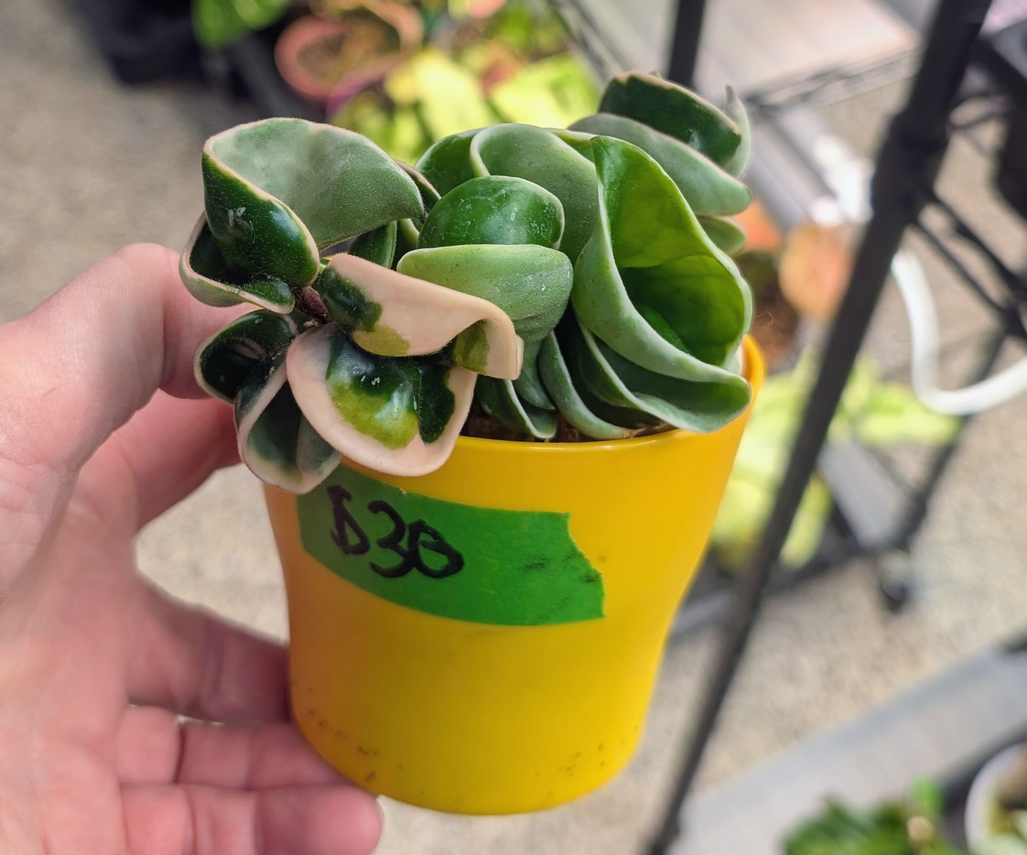 Hoya Compacta Variegated Hindu Rope