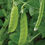 Thumbnail: Oregon Sugar Pod II Pea: 50 Seeds