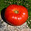Thumbnail: Mortgage Lifter Tomato: 20 Seeds
