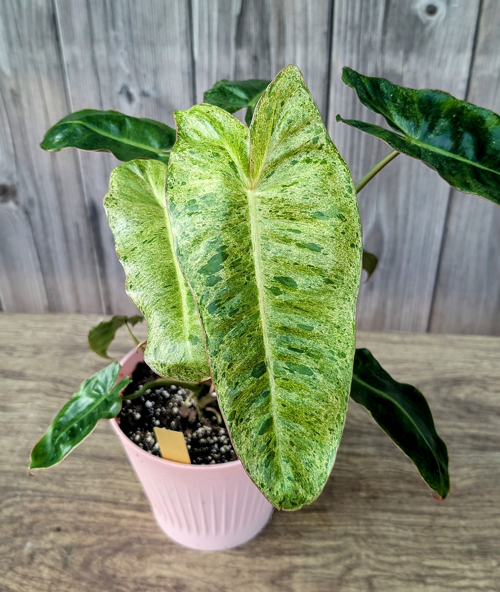 Thumbnail: Philodendron Paraiso Verde 4"