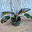 Thumbnail: Philodendron Imperial Red