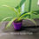 Thumbnail: Reverse Spider Plant