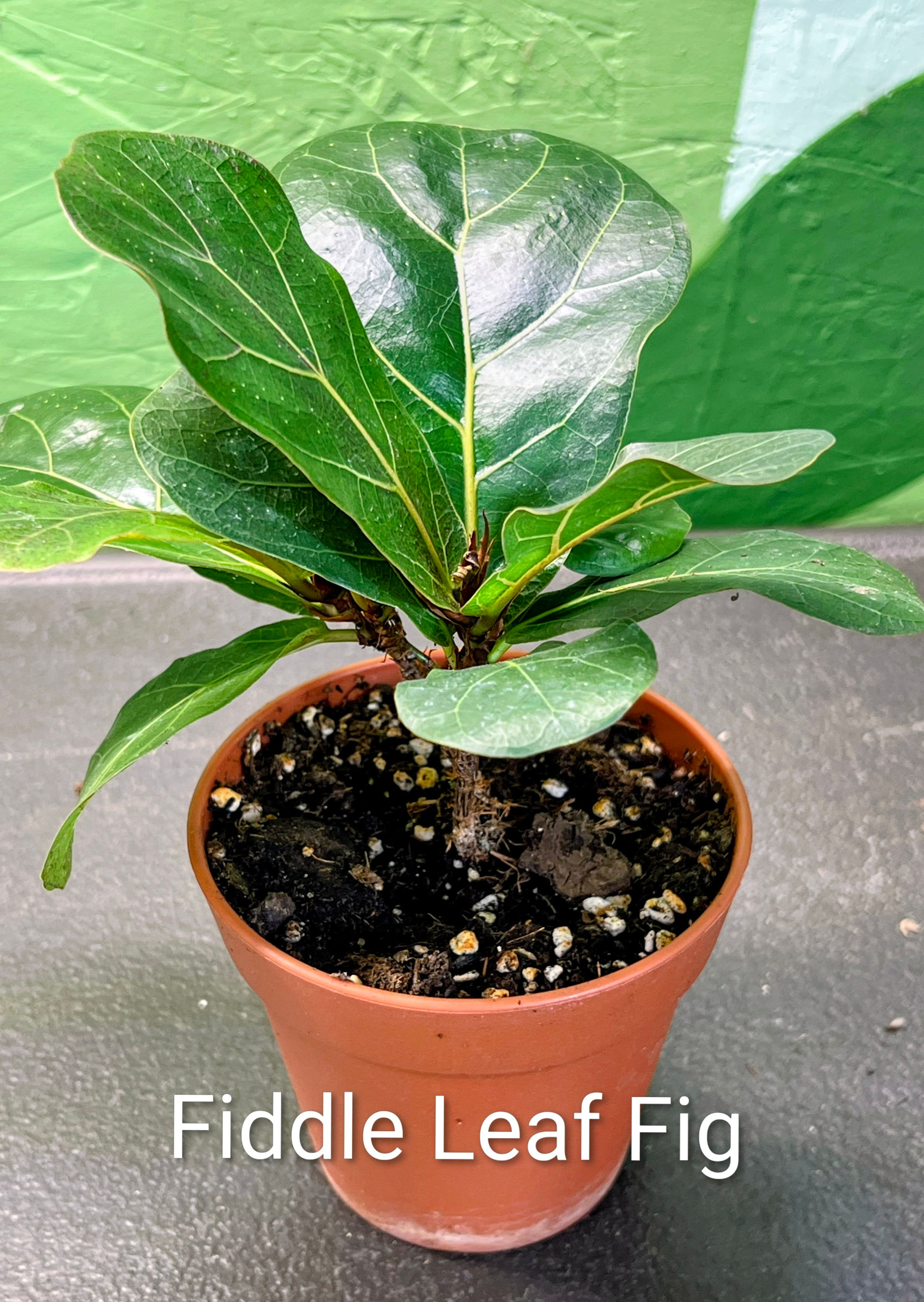 Fiddle Leaf Fig