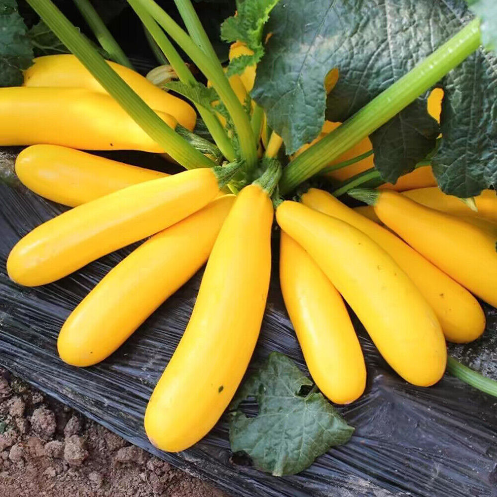 Thumbnail: Golden Zucchini: 20 Seeds
