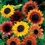 Thumbnail: Autumn Beauty Sunflower: 20 Seeds