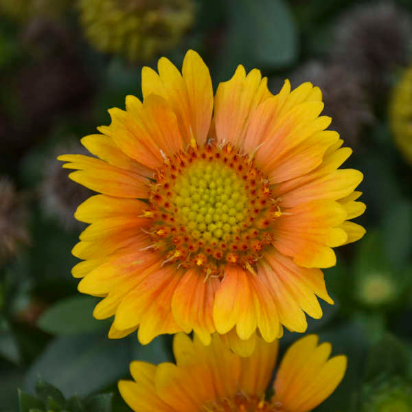 Thumbnail: Arizona Apricot Gaillardia: 10 Seeds