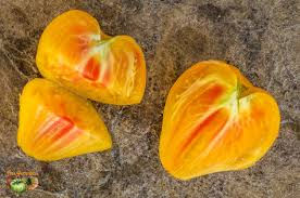 Thumbnail: Oxheart Striped Bicolor Tomato