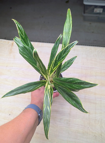 palm tree cactus plant Shop 'Madagascar Palm - Pachypodium lamerei' Care and Info