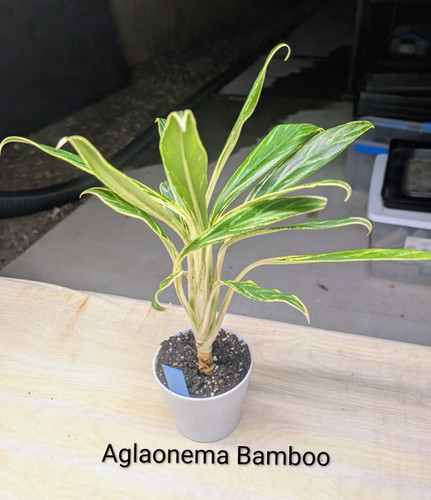 Aglaonema Bamboo | Grow Veggie Plants