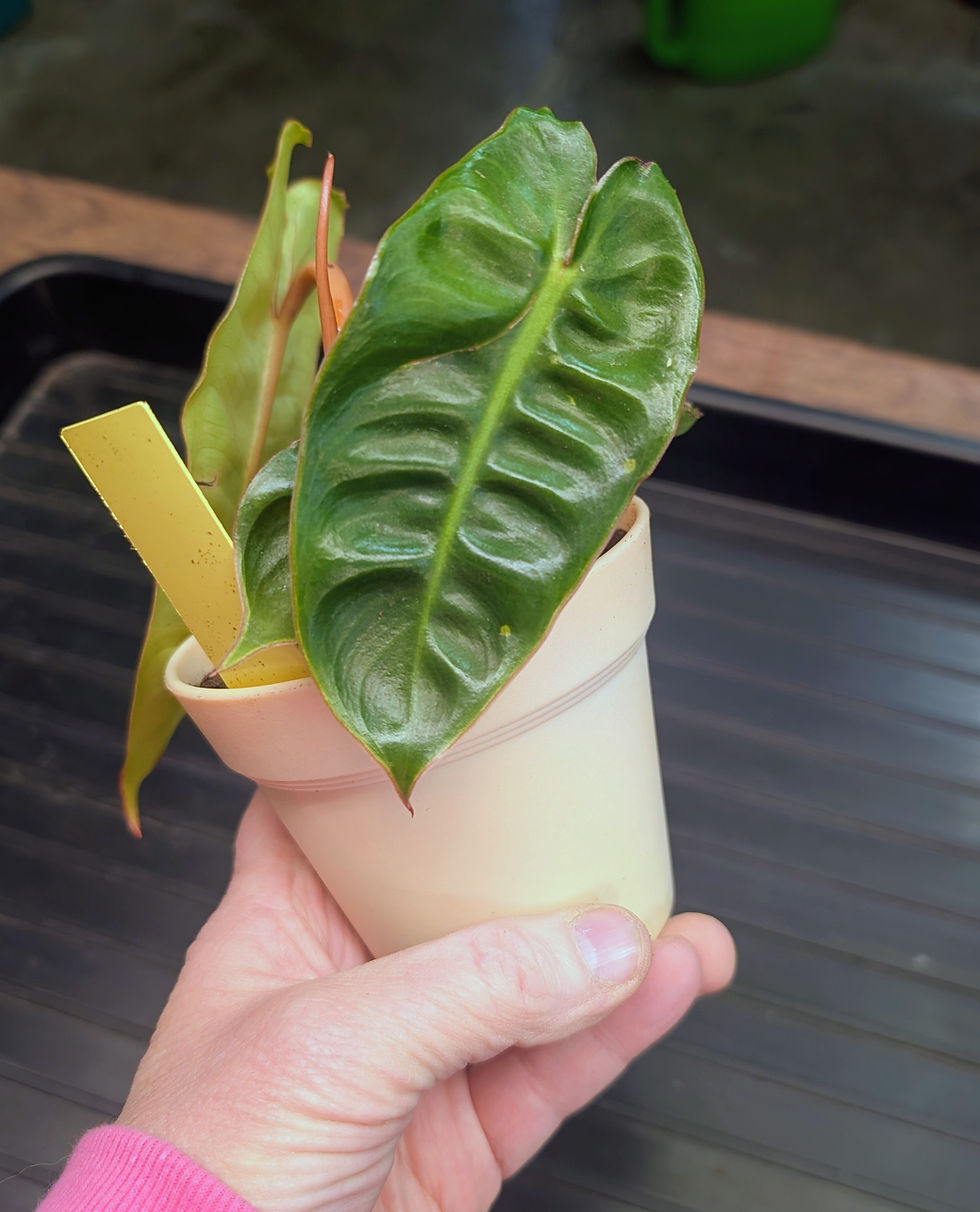 Thumbnail: Philodendron Billietiae 4" Pot