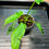 Thumbnail: Philodendron Minarium Green Fiddle