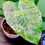 Thumbnail: Alocasia Odora Batik