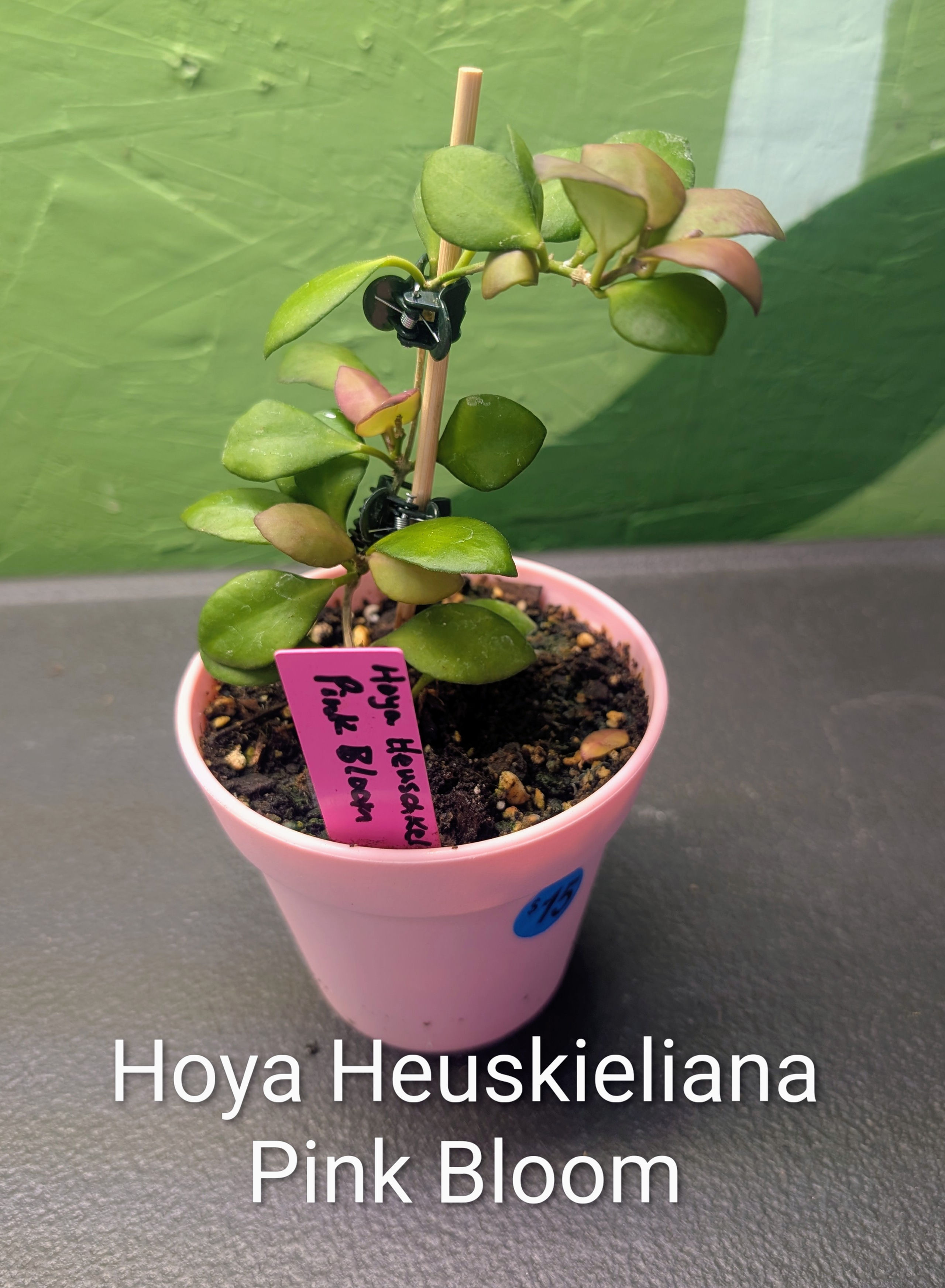 Hoya Heuschkeliana Pink Bloom 4"