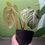 Thumbnail: Philodendron Gloriosum
