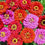Thumbnail: Merlot Mix Zinnia