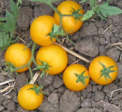 Yellow Ping Pong Tomato