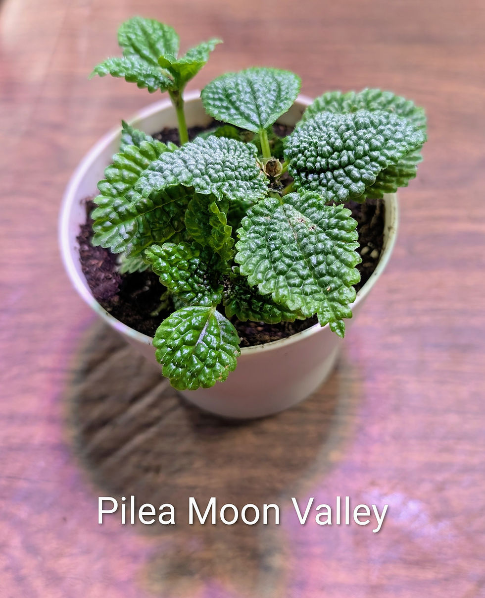 Thumbnail: Pilea Moon Valley 