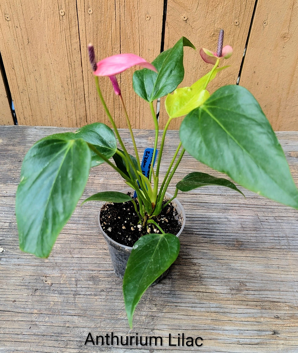 Thumbnail: Anthurium Lilac