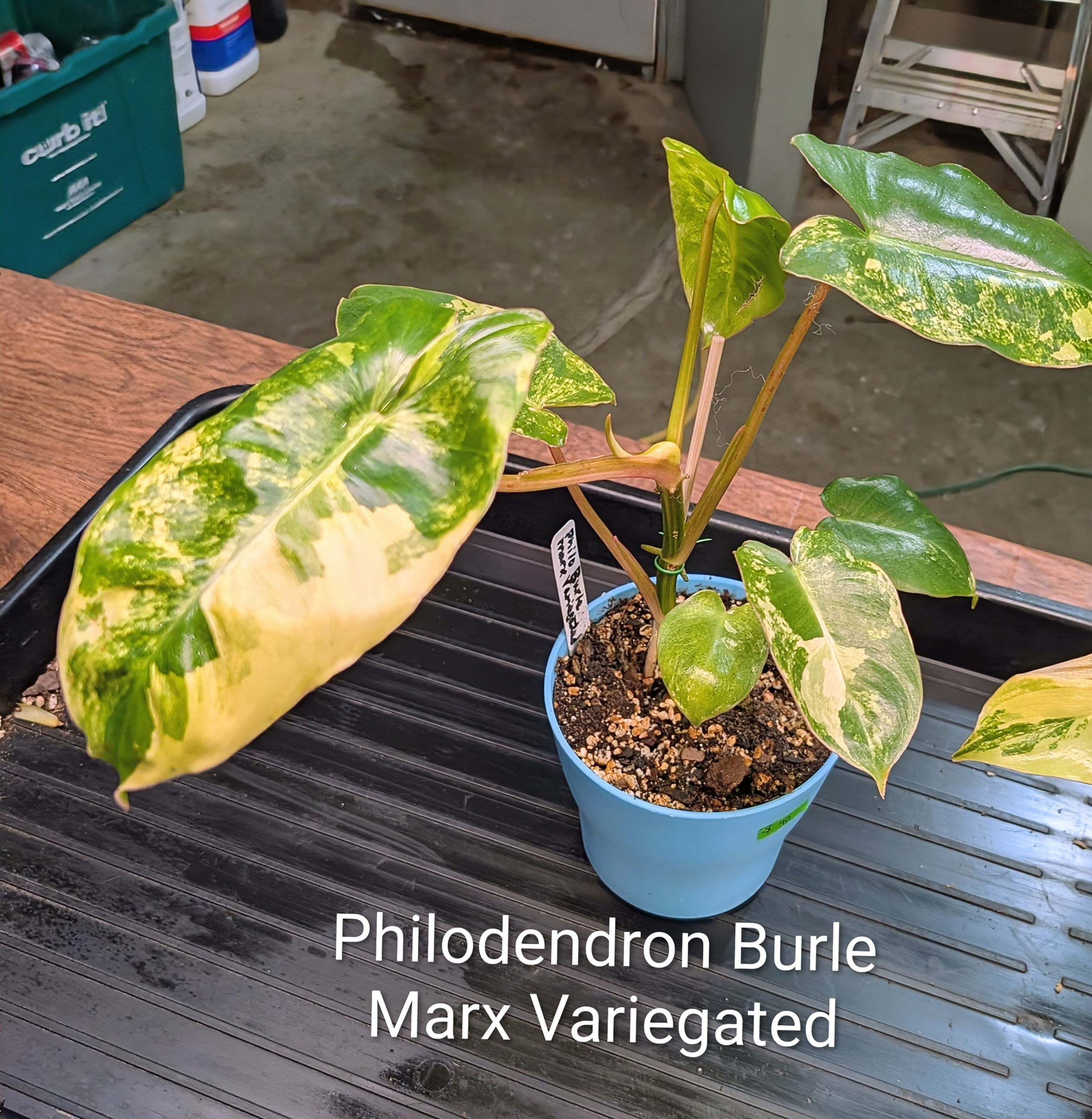 Philodendron Burle Marx Variegated 