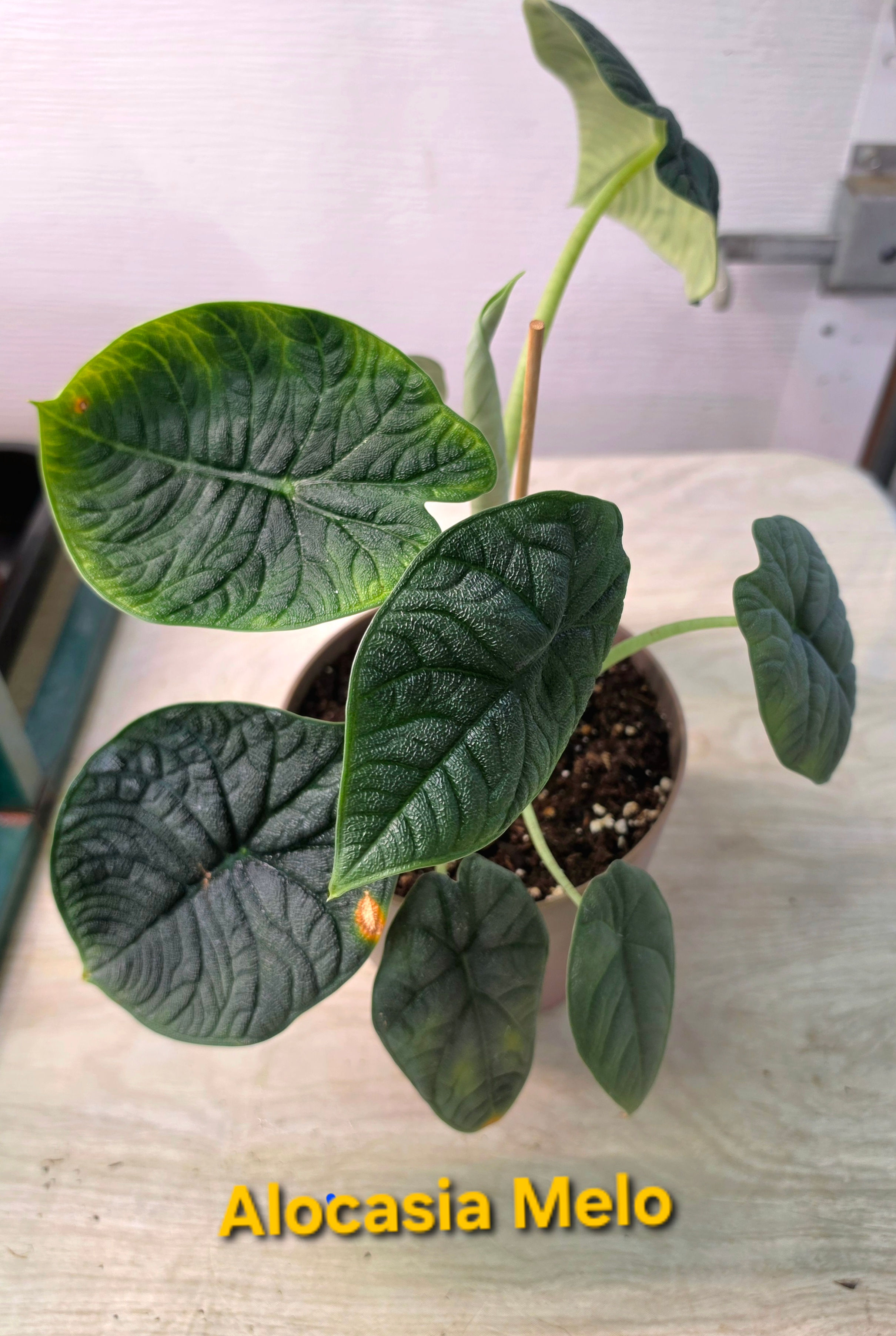 Alocasia Melo