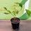 Thumbnail: Golden Pothos