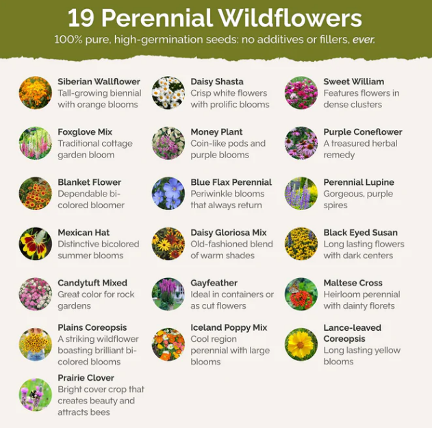 Thumbnail: All Perennial Wildflower Mix: 1,000 Seeds