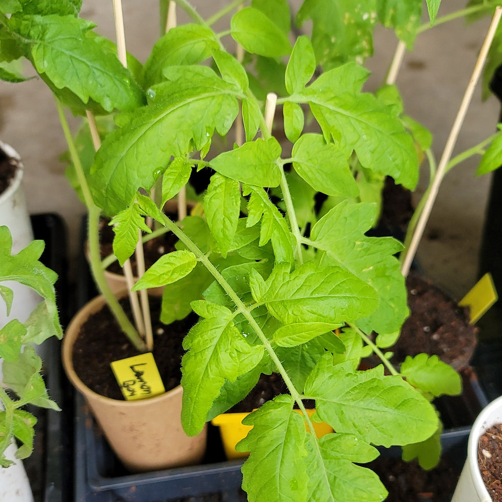 Thumbnail: Lemon Boy Tomato