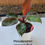 Thumbnail: Philodendron Imperial Red