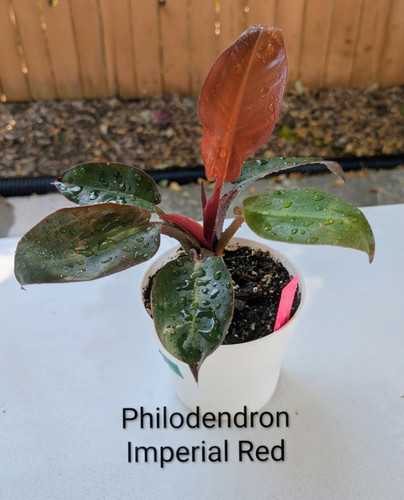 Philodendron Imperial Red | Grow Veggie Plants