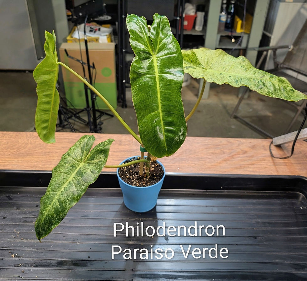 Philodendron Paraiso Verde