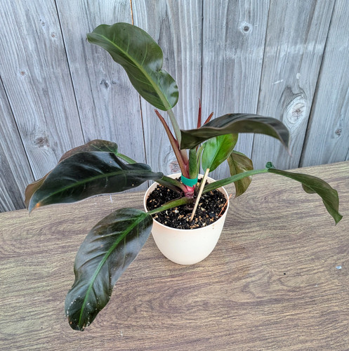 philodendron queen Philodendron Silver Queen - Rare Plant - Beautiful Plant main image 1