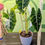 Thumbnail: Alocasia Variegated Frydek (XL)