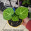 Thumbnail: Anthurium Clarinervium 4" pot